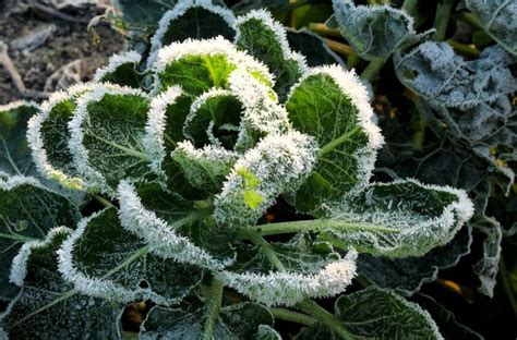 Best Plants For Your Winter Vegetable Gardening