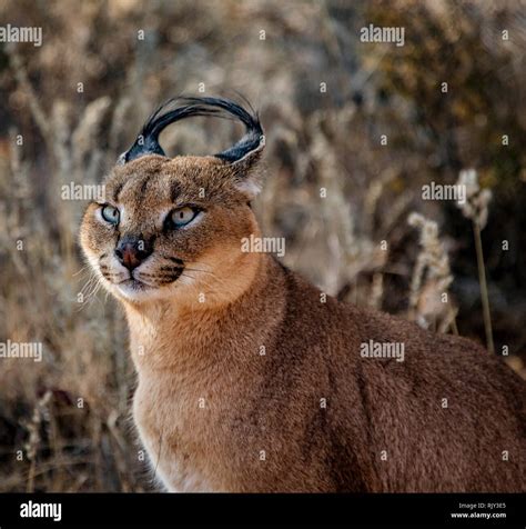 Caracal Cat Scans His Surroundings For Food Stock Photo Alamy