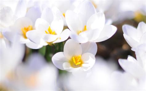 White Flowers Wallpapers Wallpaper Cave
