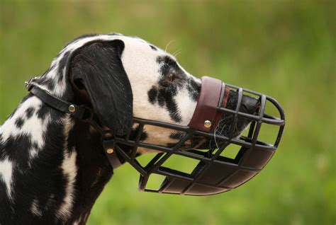Whywhen Should My Dog Wear A Muzzle Camp Canine Sb