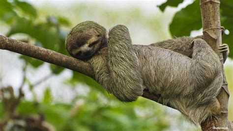 Life In The Slow Lane Three Amazing Sloth Records Guinness World Records