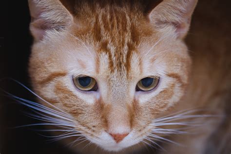 Orange Tabby Cat · Free Stock Photo