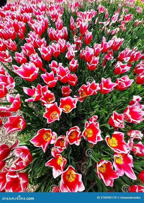 Spring Exhibition Of Tulips Beauty Festival In The Botanical Garden Of