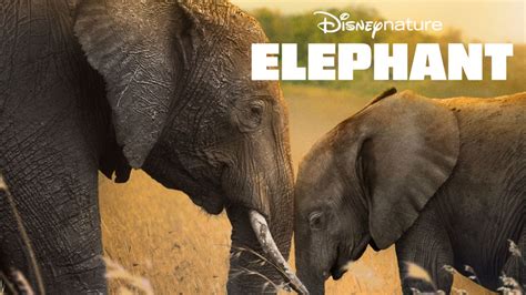 Elephant Disney