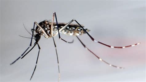 West Nile Virus 71 Infections In Italy In The Last Week And 2 Deaths