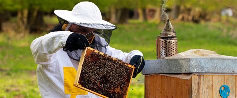 Your Customized Beginners Guide To Urban Backyard Beekeeping Bee