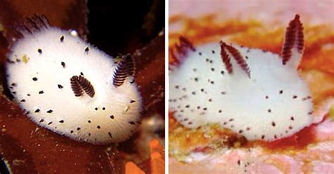 The Legendary Sea Bunny Another Heart Meltingly Adorable Nudibranch