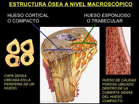 5 Biomecanica Del Hueso