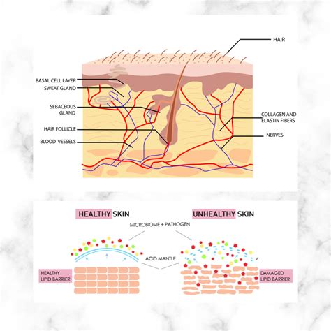 How To Use Ceramide In An Emulsion