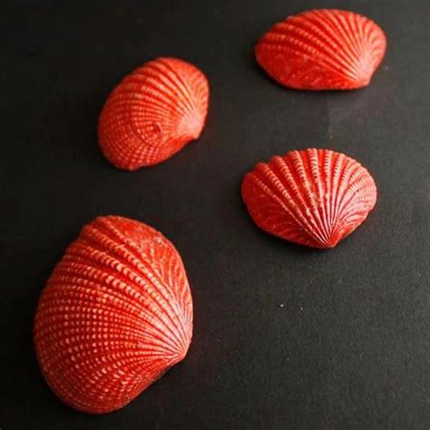 Red Seashell At Rs 130kilogram Natural Seashell In New Delhi Id