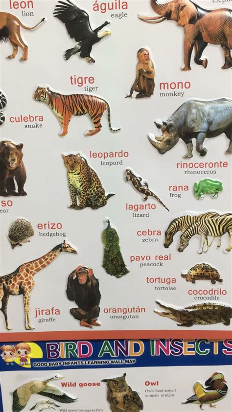 Wild Animals Chart With Pictures For Kids Learningprodigy Charts Images