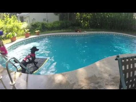 From the crystal clear water inviting you in, to the gentle relaxation it brings with your pink flamingo floating raft, it's full of fun for everyone from your toddler to your aunt edna and uncle albert. DIY Dog Pool Ramp - YouTube (With images) | Dog pool ramp, Dog pool, Diy dog stuff