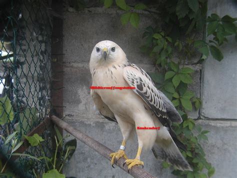 Check spelling or type a new query. Weißer Bussard