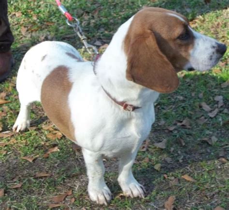 Adopt Olina On Petfinder Basset Hound Beagle Pet Care Beagle Mix