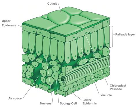 Leaf Cross Section Diagrams To Label