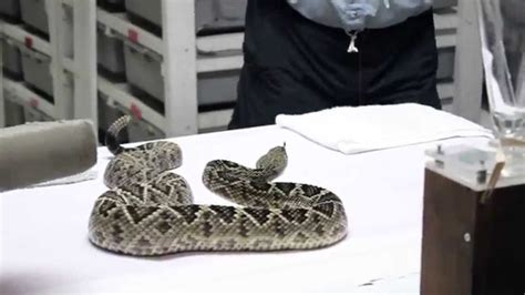 Venom Extraction Eastern Diamondback Rattlesnake YouTube