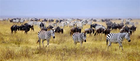 The Zebra One Of Africas Most Beautiful Creatures