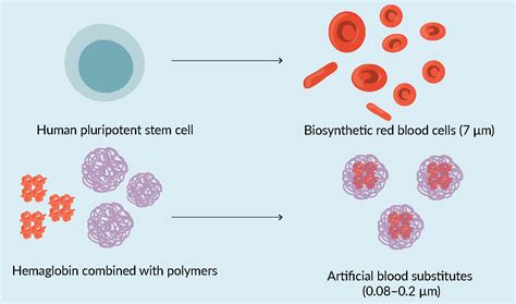 Bioinsights Thinking Ahead Developing Biosynthetic Blood To