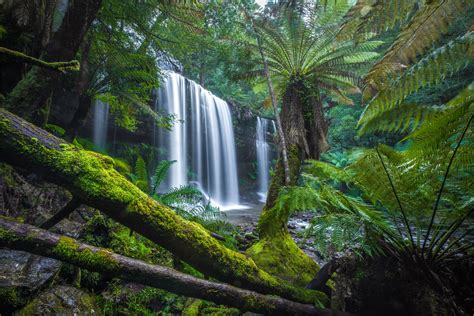 Russell Falls Ferns In Mount Field National Park Tasmanian Wilderness