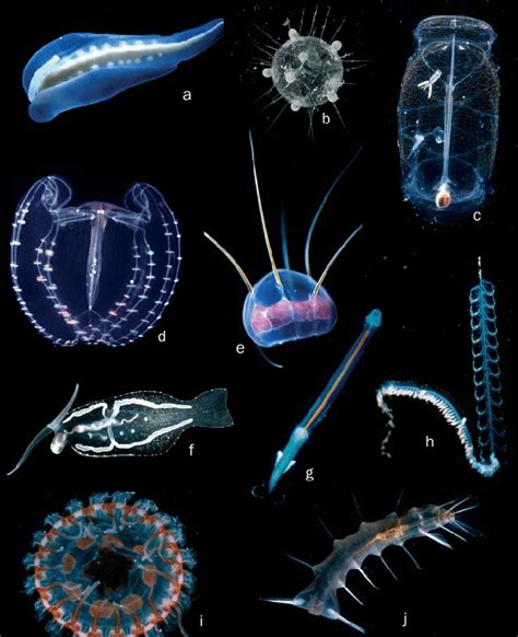Representative Members Of Gelatinous Zooplankton Organisms From At