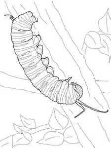monarch caterpillar coloring page super coloring