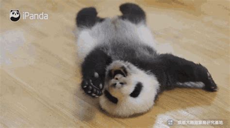 Animated Sleeping Panda  Luna Plutoniana