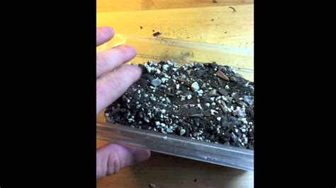 Today we will show you how to grow cactus from seed step by step. How To Grow Cactus From Seed & Tips - YouTube