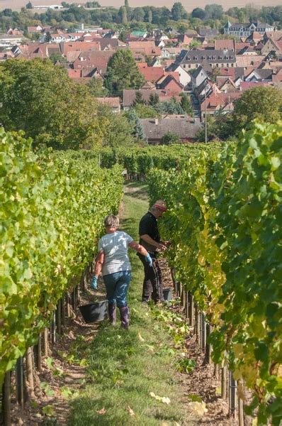 Winery Eguisheim Alsace France Stock Editorial Photo © Borisb17