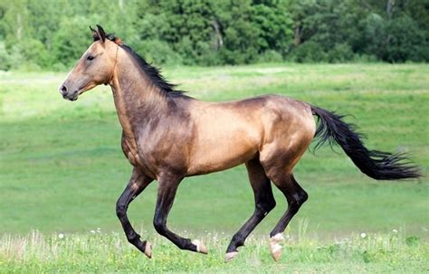 rarest horse breeds   world horsey hooves