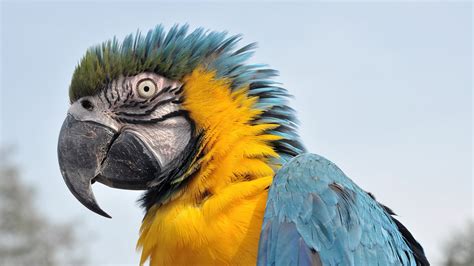 Macaw Parrot Bird Tropical 28 Wallpapers Hd Desktop And Mobile