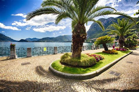 Palm Trees Along Lake Como Photograph By George Oze