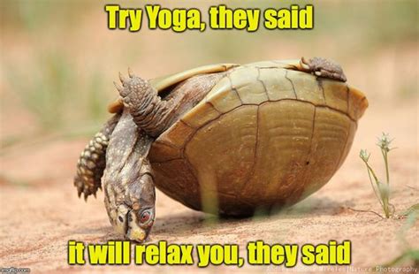 Hilarious Turtle Memes That Will Make Your Day Brighter