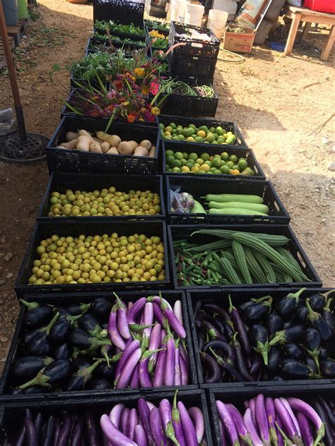 3,020 likes · 3 talking about this. Cayman Farm & Garden - Cayman Farmers' Market