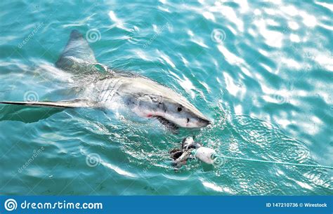 Great White Shark Chasing A Meat Lure And Breaching Sea Surface Stock