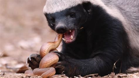The Life And Death Battle Between The Honey Badger And The Venomous