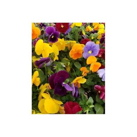 5 Pansy Matrix Jewel Mix Hands Garden Center