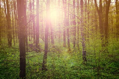 Fairy Forest Nature Landscape Green Forest On Spring Sunset Stock