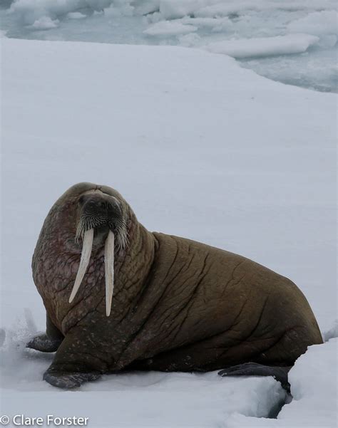 Walrus Walrus Ocean Mammal Arctic Animals