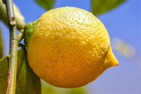 Hd Wallpaper Lemon Citrus Fruit Citrus Fruits Healthy Vitamins