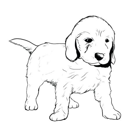 Chocolate Lab Puppy Coloring Pages : 11 skin care diy redness ideas. - pic-smorgasbord