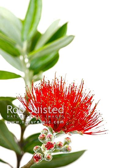 Red Pohutukawa Flowers Myrtaceae Metrosideros Excelsa New Zealand