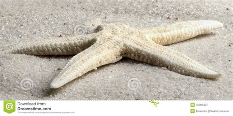 Starfish Lying On Beach Sand Stock Image Image Of Nautical Spineless
