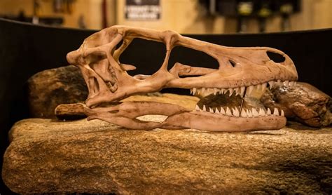 Velociraptor Life Sized Dinosaur Skull Replica Resin Printed High