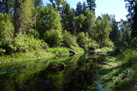 Tsutswewc Park Hike Previously Known As Roderick Haig Brown