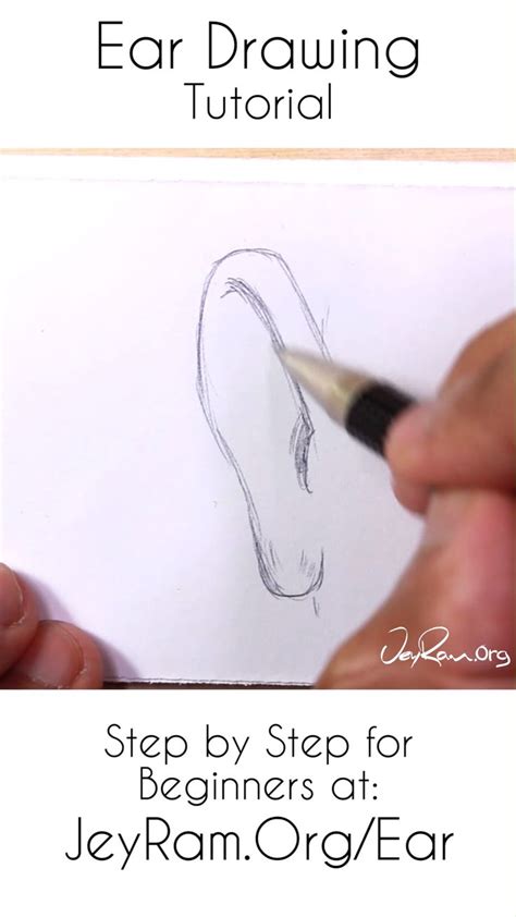 How To Draw Ears Step By Step For Beginners Pdf By Jeyram Video