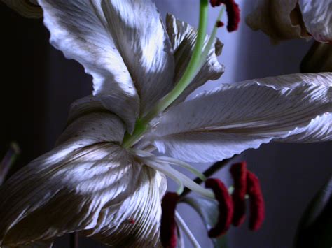 Flower Photography Tips Flower Press
