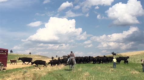 Cowboys Drive Cattle For Branding Old West Style In North Dakota