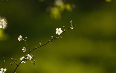 Wallpaper 1920x1200 Px Depth Field Flowers Nature Of 1920x1200