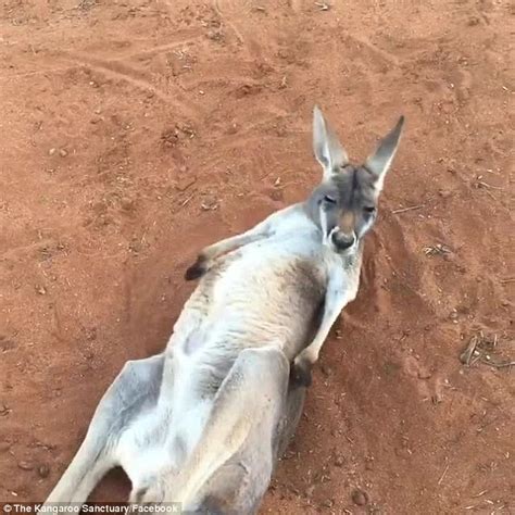 Video Shows Kangaroo Relaxing In The Sun Daily Mail Online