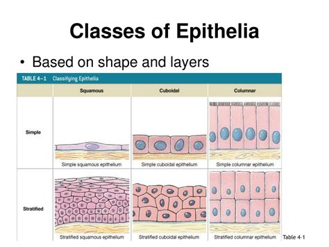Ppt Epithelial Tissue Powerpoint Presentation Free Download Id1940395